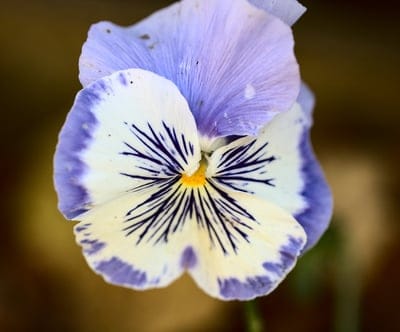 Purple and white pansy flower with dark veins and a yellow stamen shown in a detailed macro close-up shot.