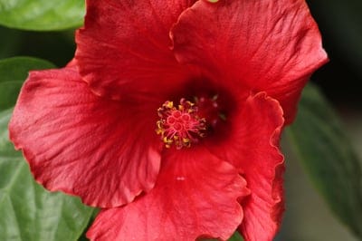 Red hibiscus flower with golden stamen and ruffled petals set against a soft blurred green leaf background.