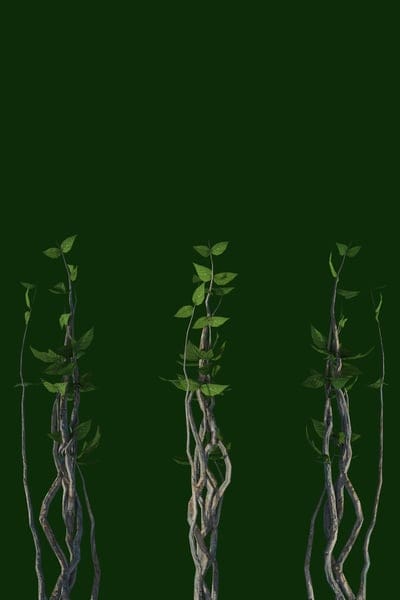 vines,leaves,happy mothers day,plants,greenery,mobile wallpaper 4k,samsung wallpaper,foliage,branches,ipad wallpaper,beautiful wallpaper,flora nature greeting,card,background,template,mobile wallpaper,phone wallpaper,lock screen wallpaper,iphone wallpaper