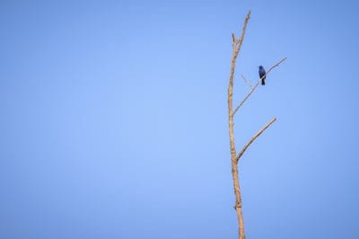 blue grosbeak,grosbeak,bird,tree,branches