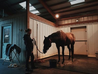 Horse wallpaper,Horse,Horse background,animal,pet animal wallpaper