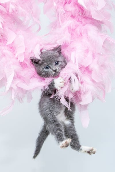 kitten,cat,pet,cute wallpaper,phone wallpaper,animal,iphone wallpaper