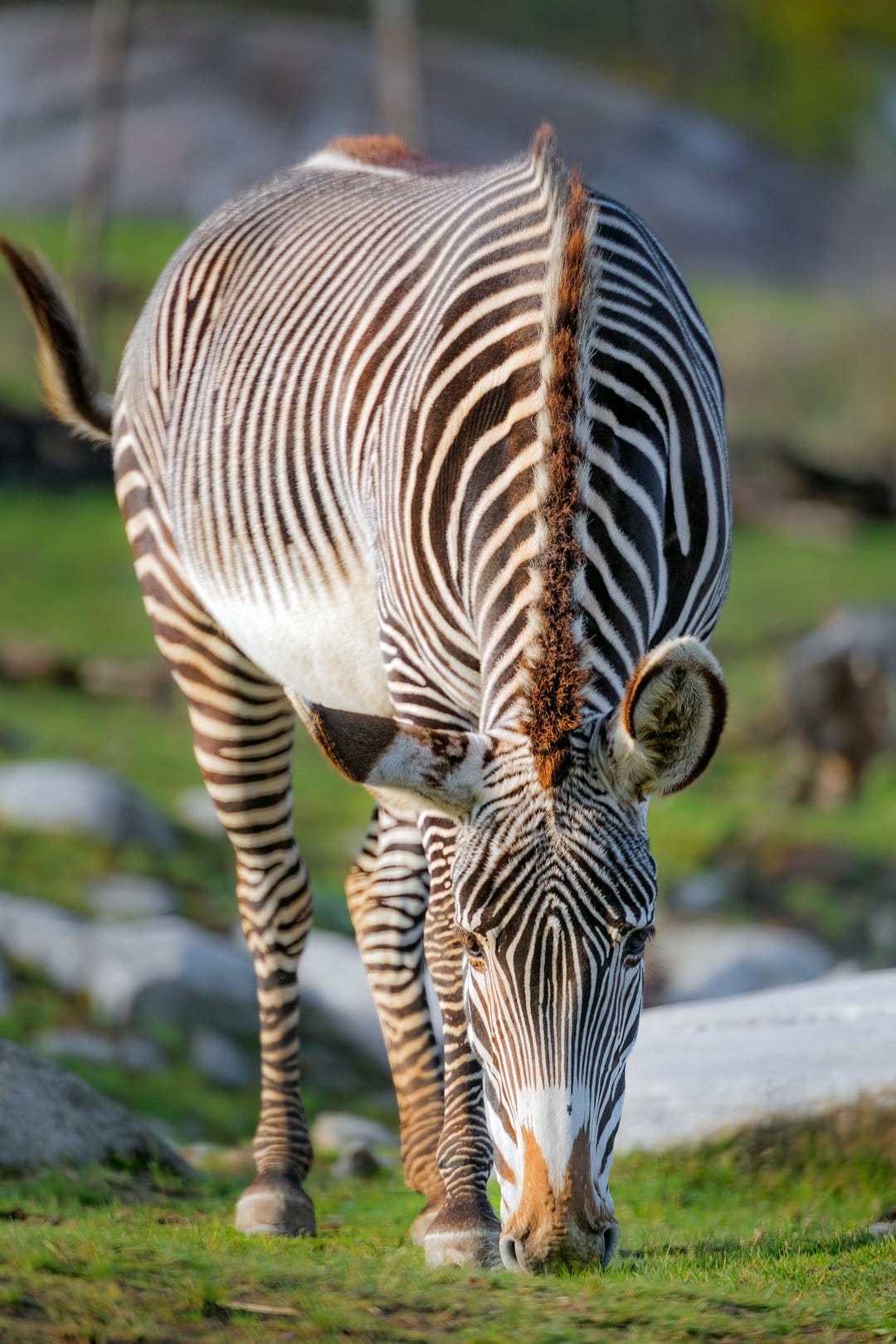 Grevy's zebra with thin stripes grazes on green grass near grey rocks in warm sunlight within a vertical frame.