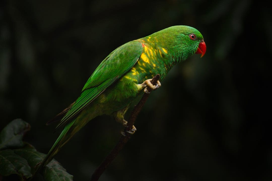 Green lorikeet with a red beak perches on a branch against a dark blurred background in soft light.
