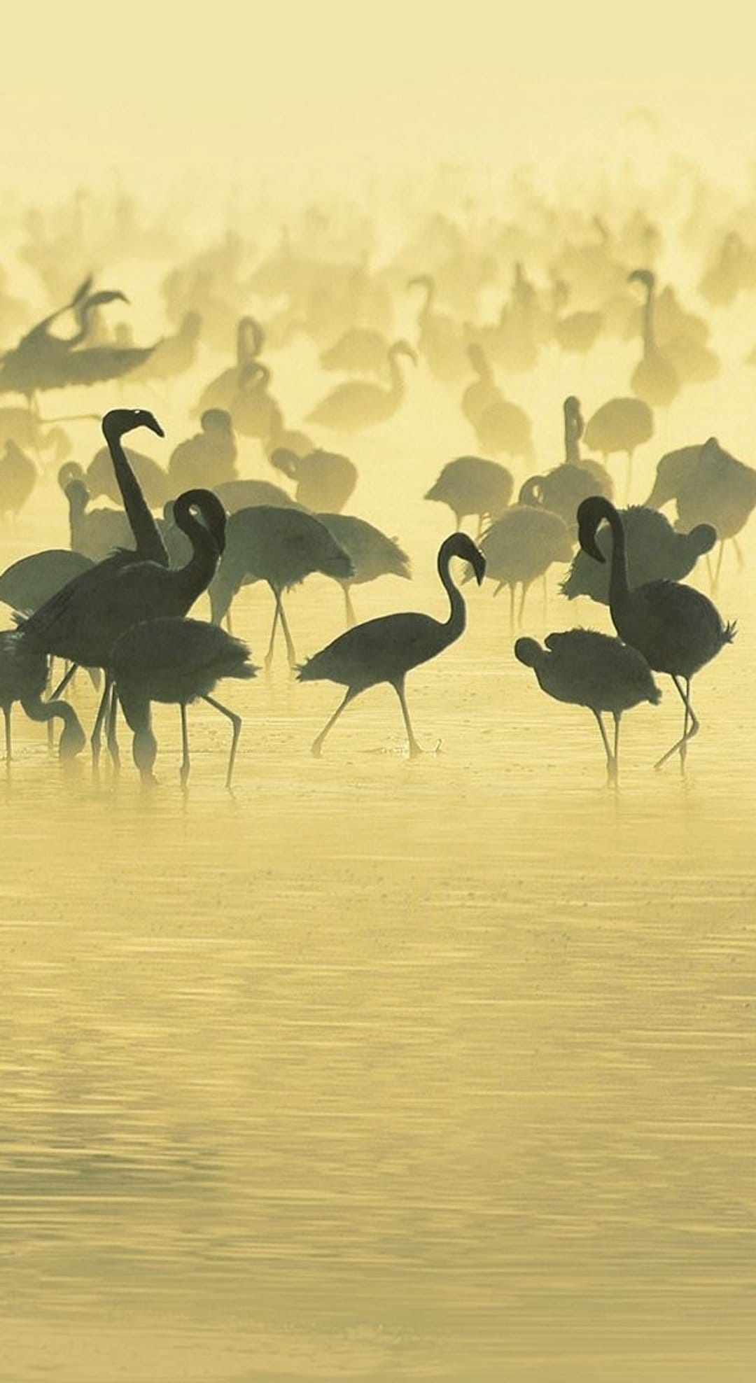 Flamingos stand in shallow water as silhouettes against a hazy golden sunrise with soft mist reflecting on surface.