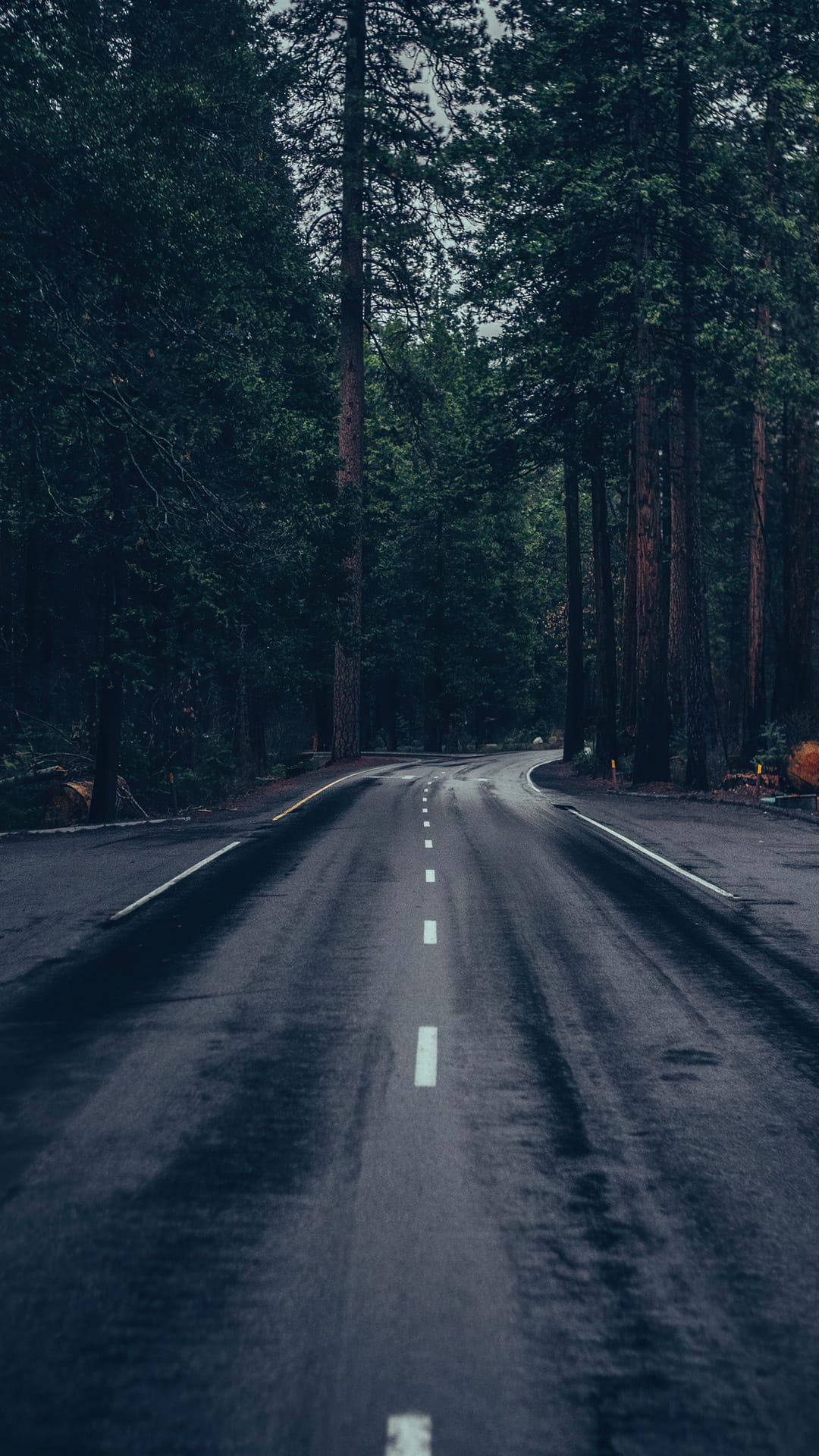 Damp asphalt road winds through towering dark evergreen trees under a moody sky in a portrait orientation.