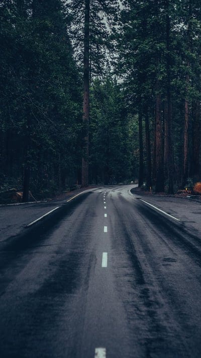 dark,forest,road
