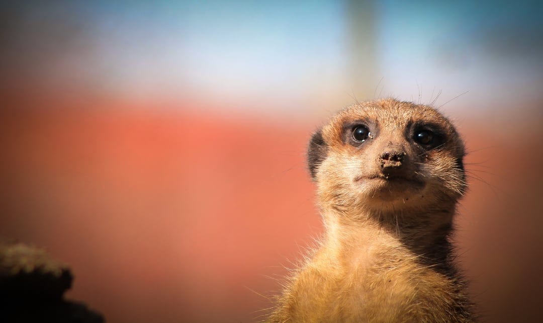 Meerkat with dark expressive eyes looks up, illuminated by soft light against a blurred orange and blue background.