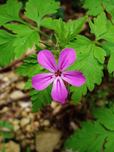 Pink geranium flower with five petals and red markings centered among green leaves in a soft garden setting.