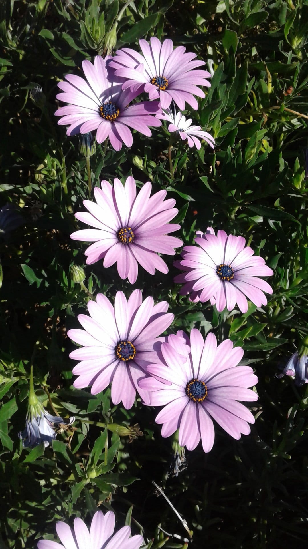 Pink Osteospermum flowers with purple centers and green leaves basking in bright natural sunlight.