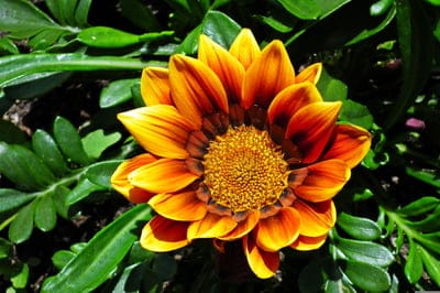 Orange Gazania flower with dark stripes and a yellow center blooms amidst serrated green leaves in sunlight.