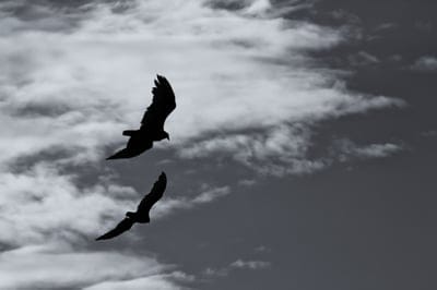 birds,silhouette,flight,sky,bw