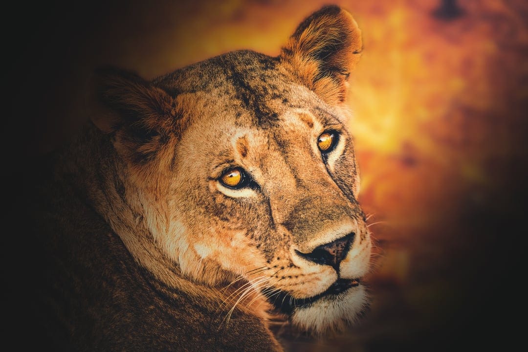 Lioness with glowing amber eyes gazes forward against a vibrant orange and red sunset savanna sky.