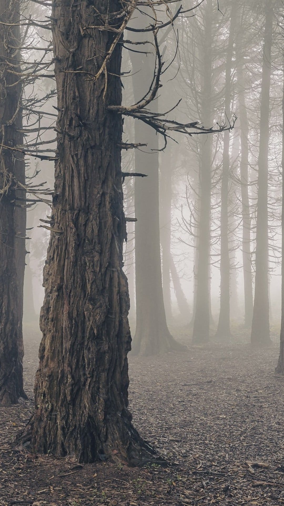 Gnarled tree trunks emerge from thick white fog above a leaf-covered forest floor in a vertical landscape.