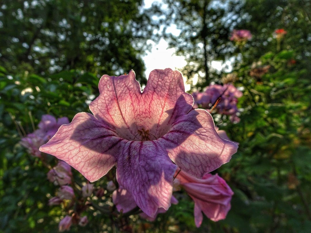 Pink trumpet flower shows delicate petal veins under warm sunlight with a blurred green garden background.