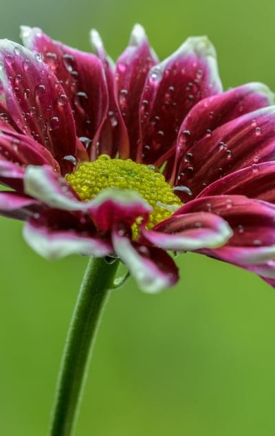 Magenta daisy petals covered in tiny water droplets with a sharp yellow center and blurred green background.