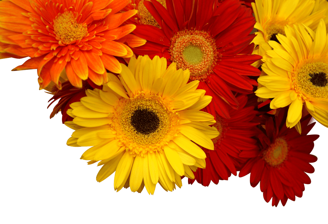Gerbera daisies in shades of red and yellow display layered petals and dark cores in a close-up botanical view.