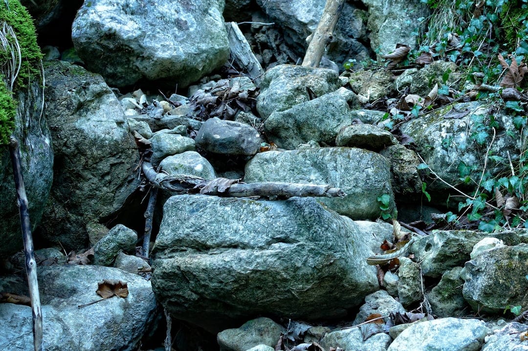 Moss-covered grey boulders and fallen brown leaves rest on a damp forest floor with sunlight hitting the textures.