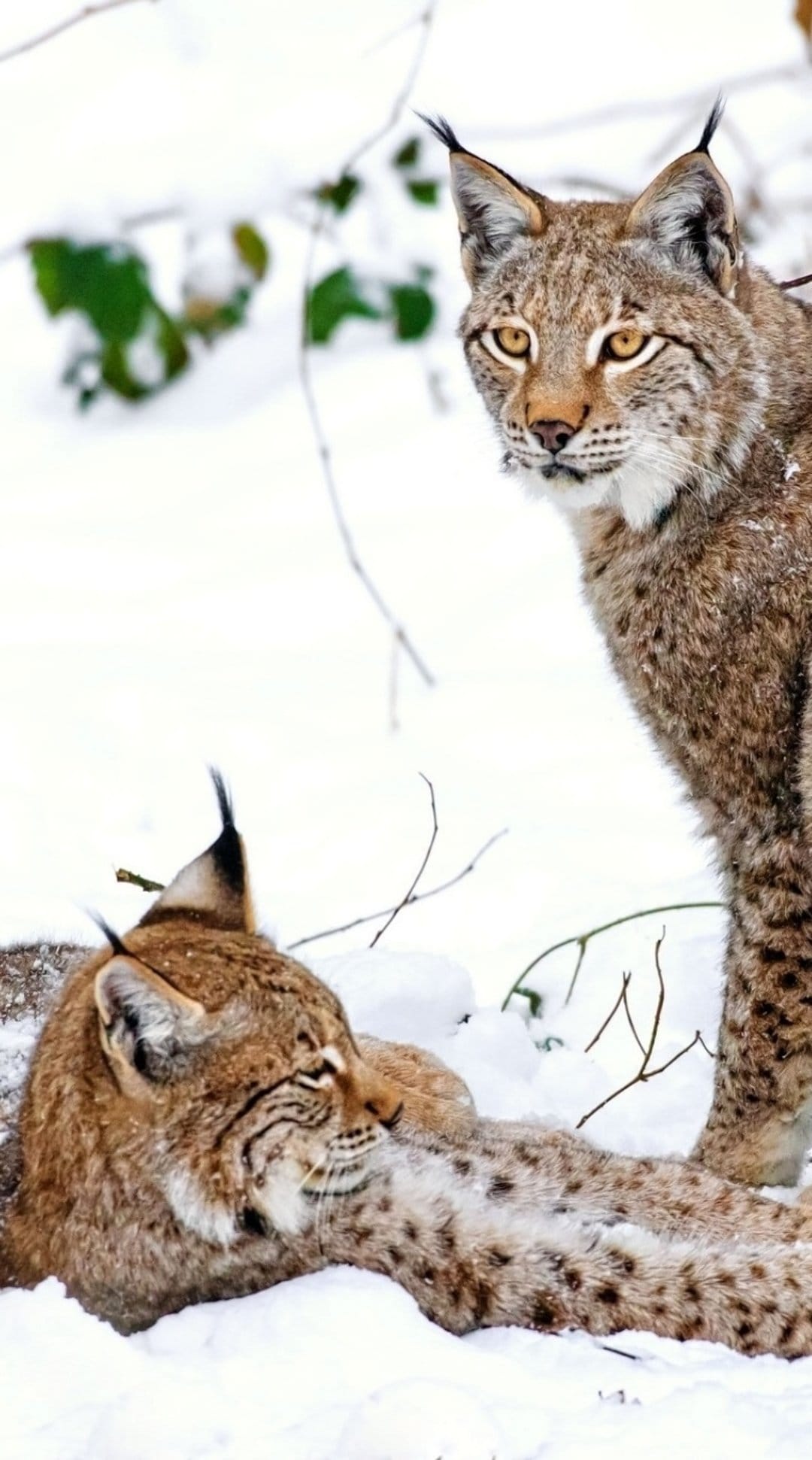 Two Eurasian lynx with spotted coats and tufted ears rest in heavy snow within a frosted winter pine woodland.