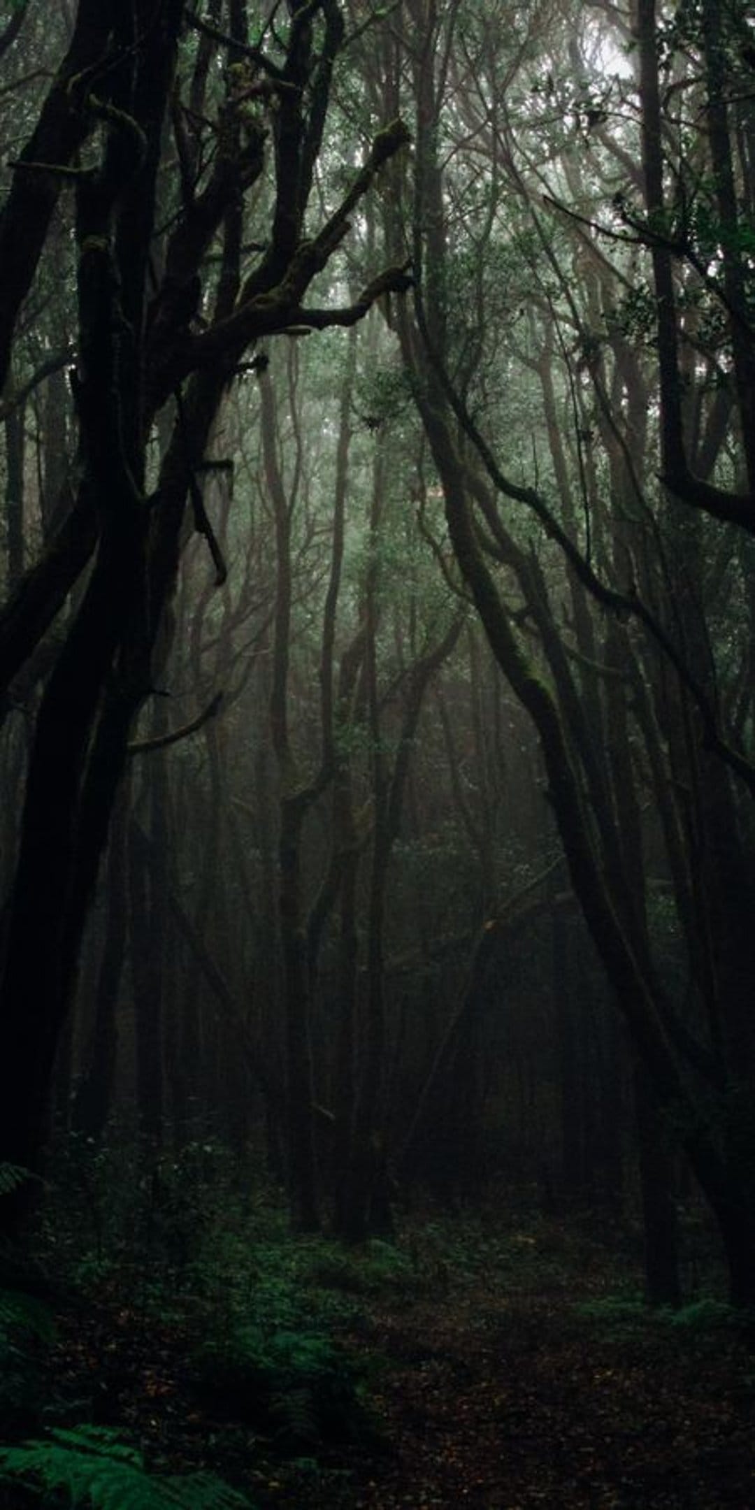 Winding dirt path leads into a dense forest shrouded in thick grey fog under a canopy of ancient twisted trees.