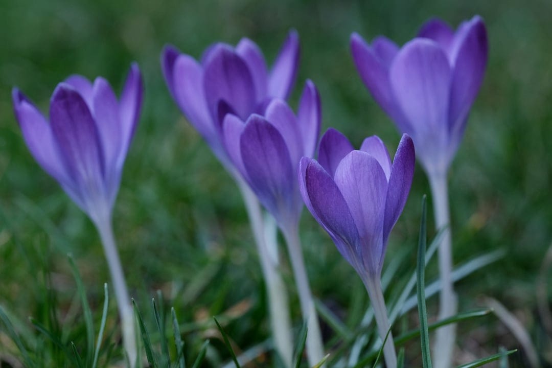 Purple crocus flowers with orange stamens bloom in tall green grass under soft natural light in a close-up view.