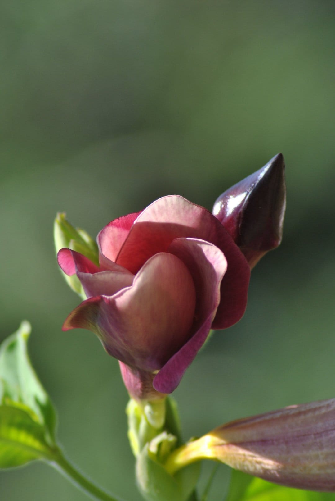 Velvety purple flower bud with a gradient of pink and burgundy shades under soft, diffused natural lighting.