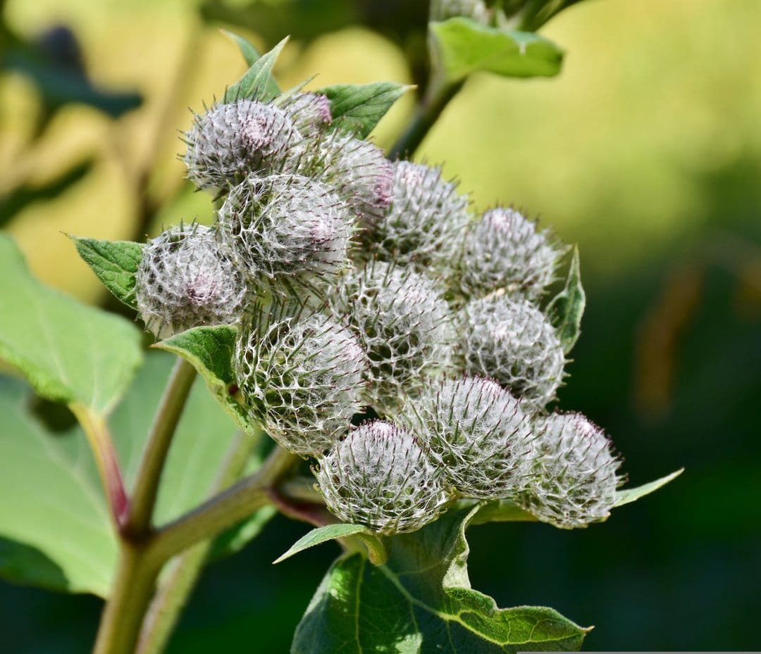 Spiky burdock seed pods display hooked textures against a blurred green and yellow botanical background.