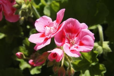 Pink geranium flowers with red markings and green foliage glow under soft sunlight in a vertical garden view.