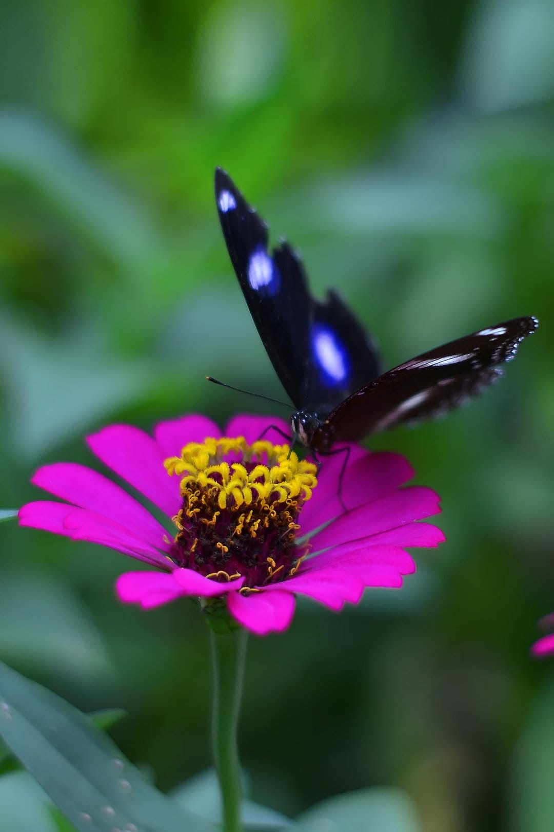 Dark butterfly with blue spots rests on a pink zinnia flower with outstretched wings against green bokeh.