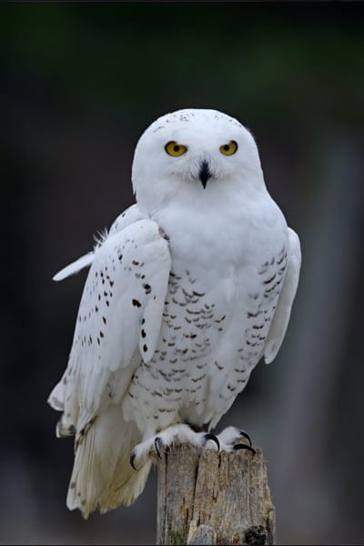 Owl  wallpaper,Owl,Owl  backgroiund,Owl  iPhone wallpaper,bird,wild life