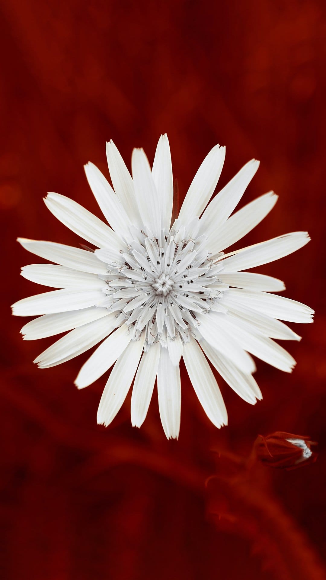 White flower with spiky petals and a textured center stands against a solid dark red background in close-up.