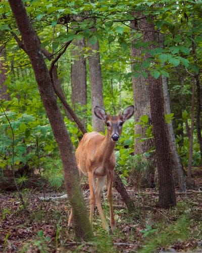 Young deer standing alert in a sun-dappled forest surrounded by dense green leaves and dark vertical tree trunks.