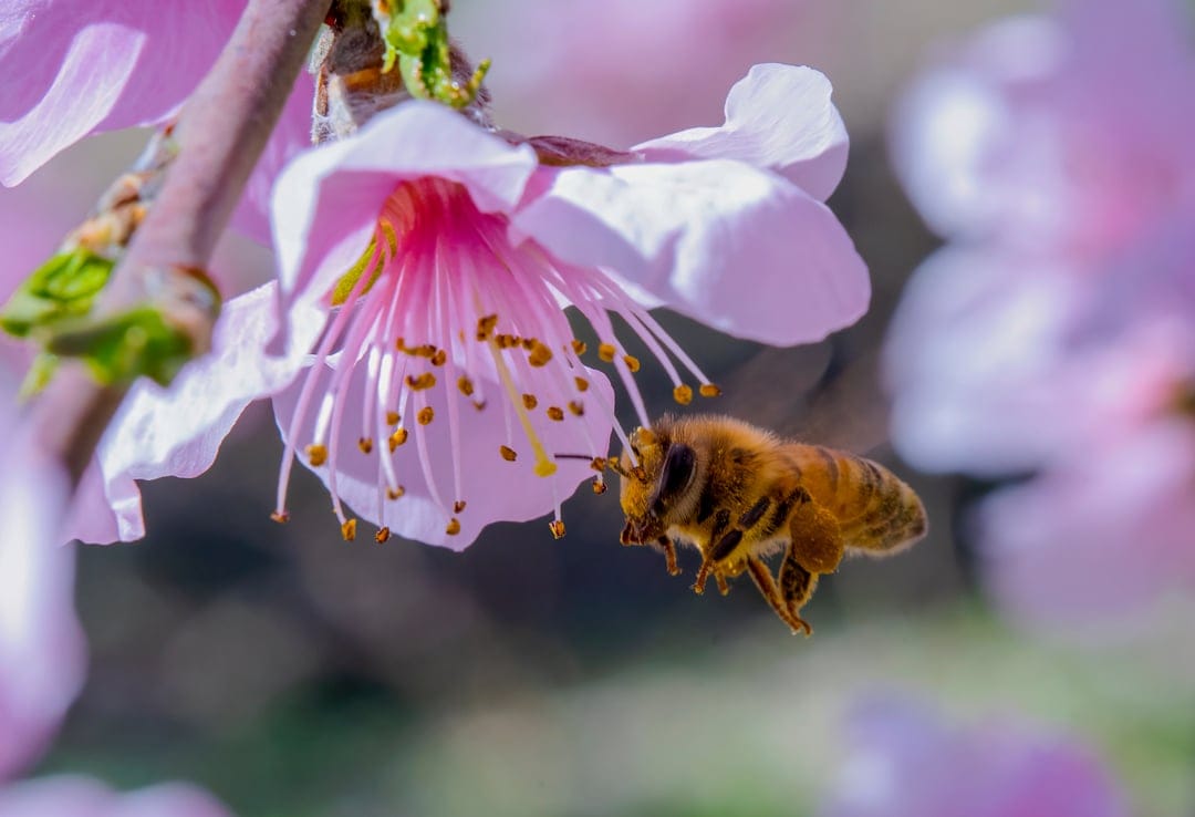 Honeybee with blurred wings hovers near the yellow stamen of a pink cherry blossom against a soft bokeh background.