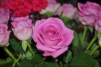 Pink roses with soft petals and a blurred floral background create a romantic botanical phone background.