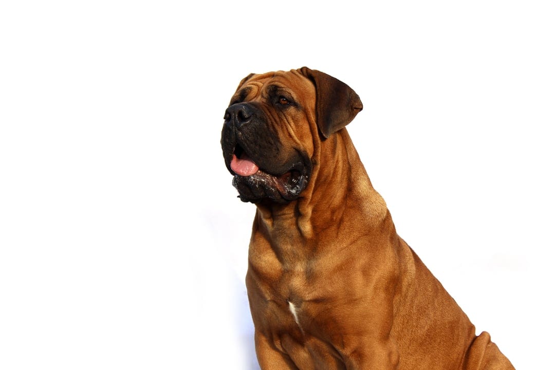 Bullmastiff dog with a brown coat sits against a white background showing its muscular build and pink tongue.