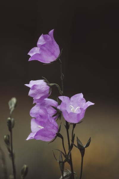 Purple bellflowers with visible stamens bloom against a dark background in a soft-focus vertical garden shot.