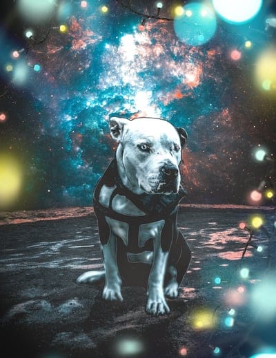 space,background,space wallpaper,dog,photoshop,surrealism,beautiful wallpaper,bulb,light,glare,raincoat,hero,fantasy,fantastic,asphalt,pet,eyes,creepy,animal,iphone wallpaper