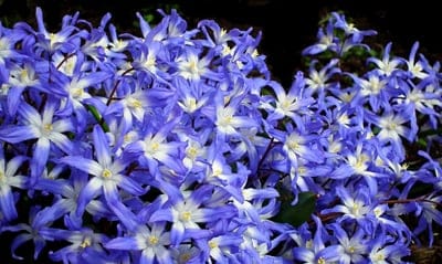 Blue Chionodoxa flowers with star-shaped petals and white centers stand out against a dark, shadowy background.