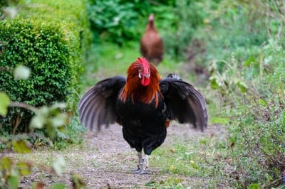 Rooster wallpaper,bird,beautiful rooster,rooster back ground,desktop wallpaper