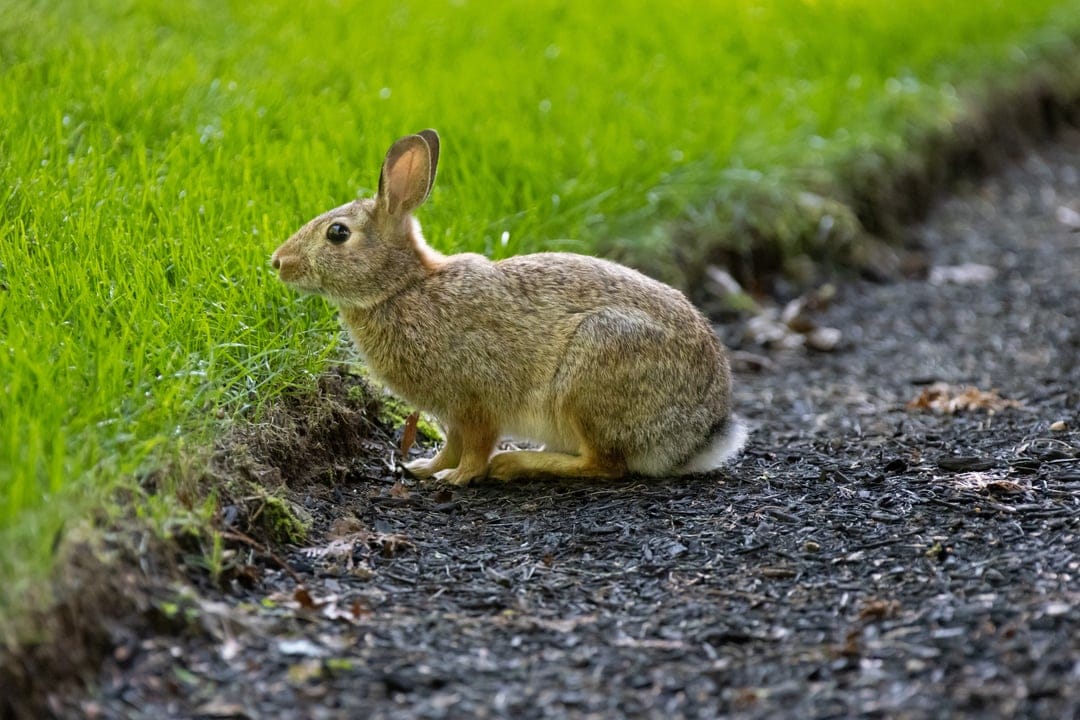 Brown wild rabbit with perked ears sits on a dark gravel path beside vibrant green grass in a vertical frame.