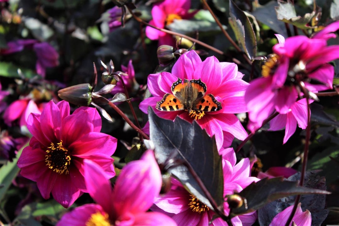 Orange butterfly with black markings perched on a bright pink dahlia flower under warm natural sunlight.