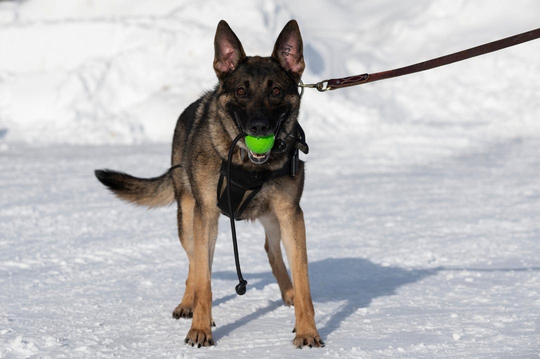 German Shepherd dog holding a green ball in its mouth while standing in a snowy field with a blurred background.