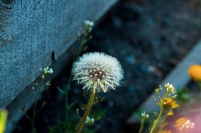 White dandelion seed head with delicate filaments against a weathered blue wooden fence and green foliage.