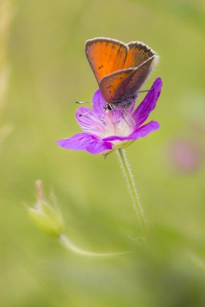 Orange butterfly with black markings sits on a purple flower with visible veins against a green background.