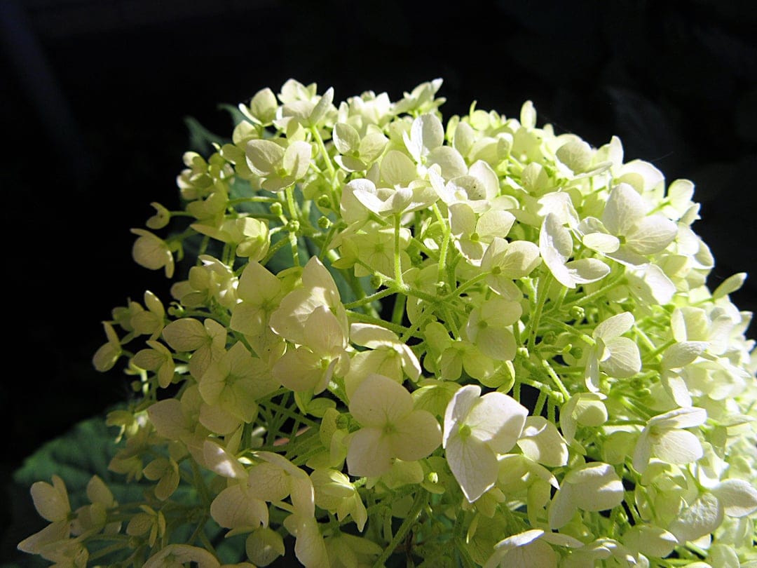 White hydrangea blossoms with sunlit petals and green stems set against a dark, out-of-focus background.