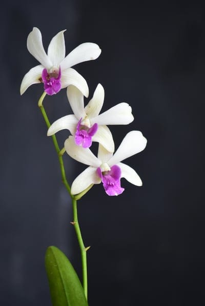 Three white orchid blossoms with purple lips on a dark stem against a black background with a single green leaf.