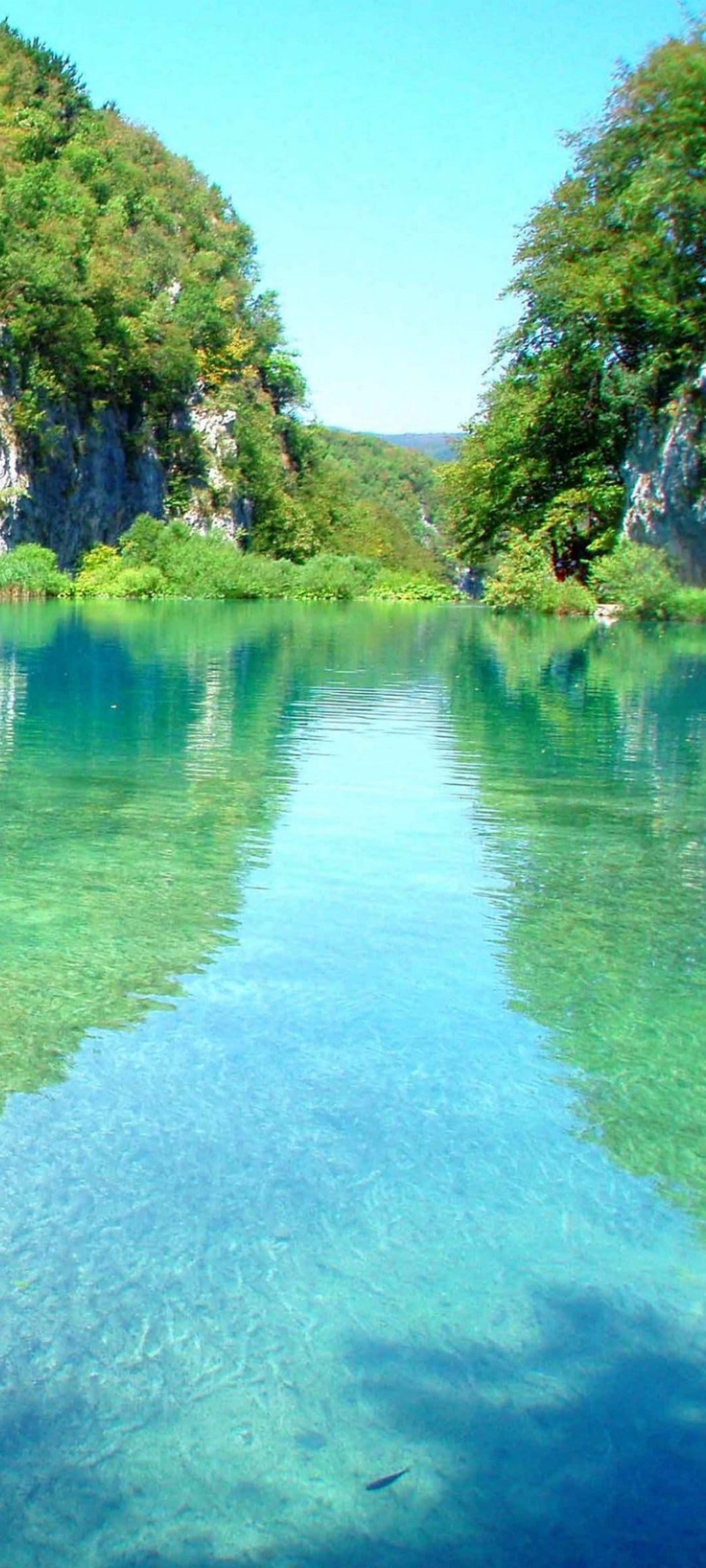 Crystalline turquoise water reveals a rocky bed between steep, forest-covered cliffs with a small fish swimming.