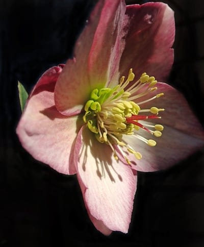 Hellebore, Lenten rose, Pink flower, Spring bloom, Flower macro, Botanical, Nature photography, Floral detail, Stamens, Pistil, Petals, Dark background, Close-up, Garden flower, Perennial, Winter garden, Shading, Light and shadow, Delicate, Earthy tones, Red stigma
