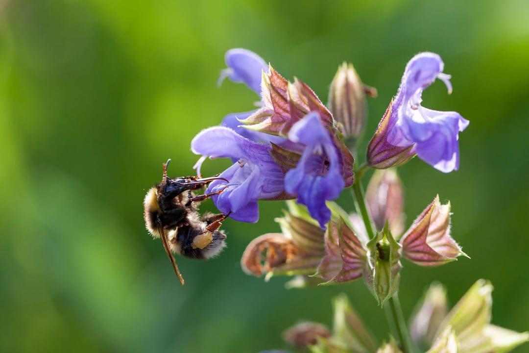 Fuzzy bumblebee collecting nectar from a violet sage flower against a blurred green garden background.