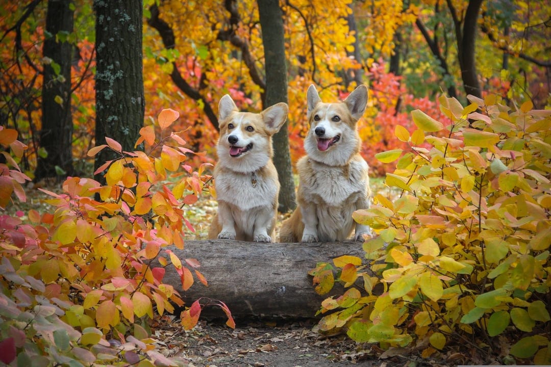 Two Corgi dogs sit together on a fallen log surrounded by bright orange and red autumn leaves in a forest.